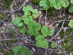 Rubus lasiococcus