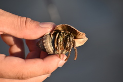 Clibanarius vittatus