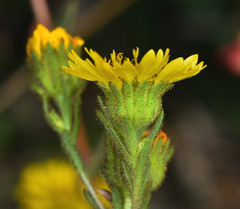 Deinandra corymbosa