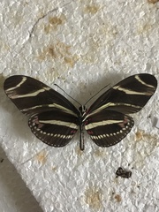 Heliconius charithonia