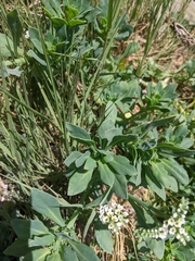 Heliotropium