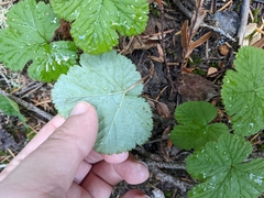 Rubus lasiococcus