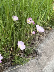Oenothera speciosa