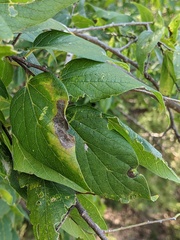 Celtis laevigata