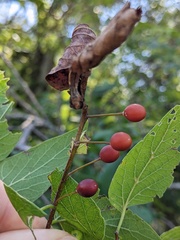 Celtis laevigata
