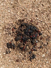 Diospyros texana