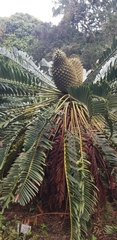Encephalartos longifolius