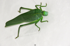 Steirodon
