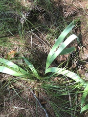 Iris versicolor