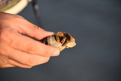 Clibanarius vittatus