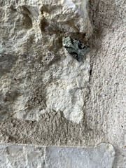 Lacinipolia