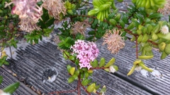 Pimelea ferruginea