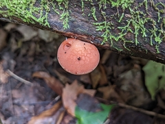 Rhodotus palmatus