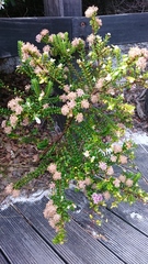 Pimelea ferruginea