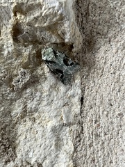 Lacinipolia