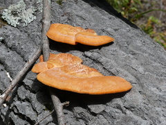 Trametes cinnabarina