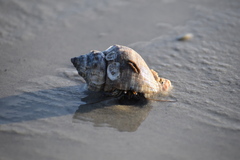 Clibanarius vittatus