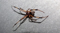 Latrodectus geometricus