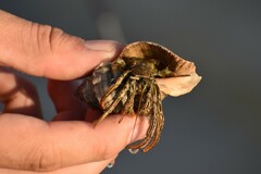 Clibanarius vittatus