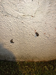 Gastropoda