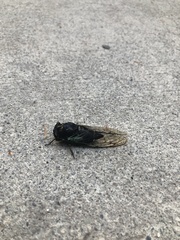 Neotibicen lyricen engelhardti