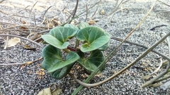 Calystegia soldanella