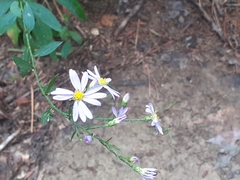 Symphyotrichum undulatum