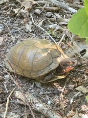 Terrapene carolina triunguis