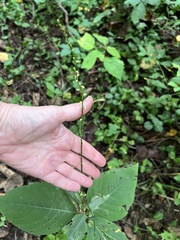 Persicaria virginiana
