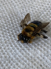 Xylocopa