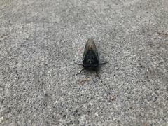 Neotibicen lyricen engelhardti