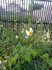 Bidens odorata