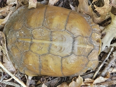 Terrapene carolina triunguis