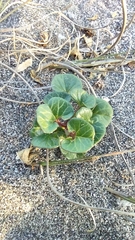 Calystegia soldanella