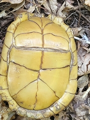 Terrapene carolina triunguis