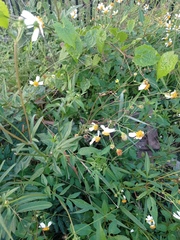 Bidens odorata