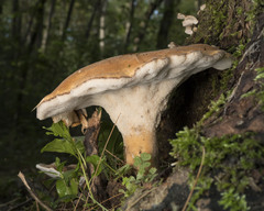 Polyporus radicatus