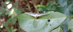 Diaphania costata