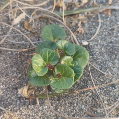 Calystegia soldanella
