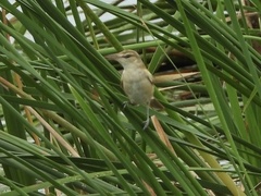 Acrocephalus orientalis