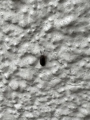 Isopoda