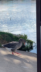 Anser anser domesticus