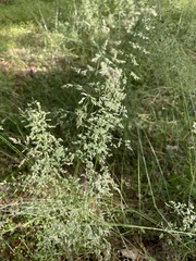 Poa pratensis