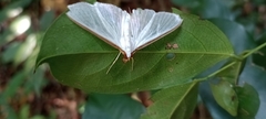 Diaphania costata