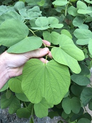 Bauhinia variegata