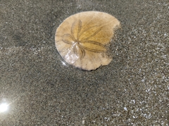 Dendraster excentricus