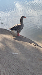 Anser anser domesticus