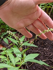 Persicaria