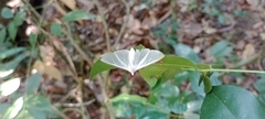 Diaphania costata