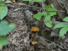 Craterellus ignicolor